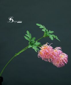 Cành cúc khổng tước hồng 5