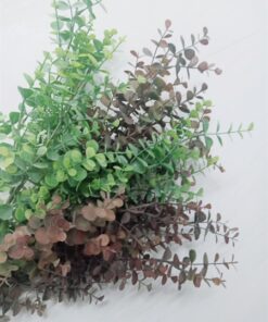 Cành huỳnh diệp lá baby 6 Cành huỳnh diệp lá baby 5