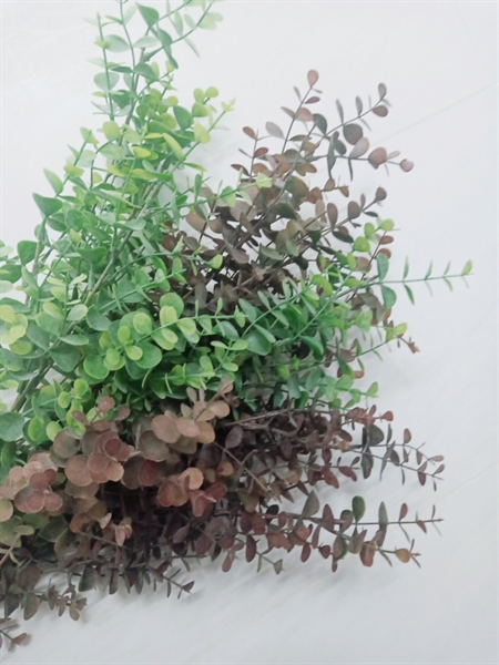 Cành huỳnh diệp lá baby 4 Cành huỳnh diệp lá baby 3