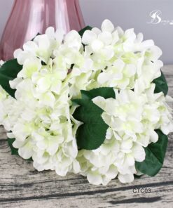 Cẩm tú cầu 14 Cẩm tú cầu 13