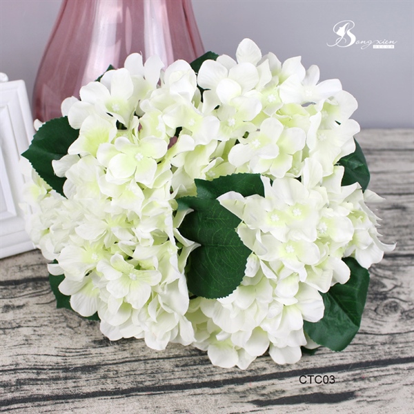 Cẩm tú cầu 6 Cẩm tú cầu 5