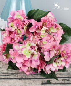 Cẩm tú cầu 16 Cẩm tú cầu 15