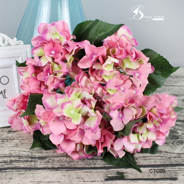 Cẩm tú cầu 8 Cẩm tú cầu 7