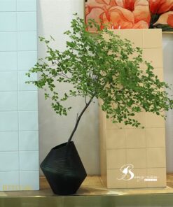 Bình TT xọc ngang tổ kiến (S) 13