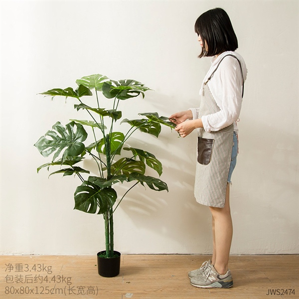 Cây Trầu Bà Nam Mỹ 1.5m - loại 1 2 Cây Trầu Bà Nam Mỹ 1.5m - loại 1 1