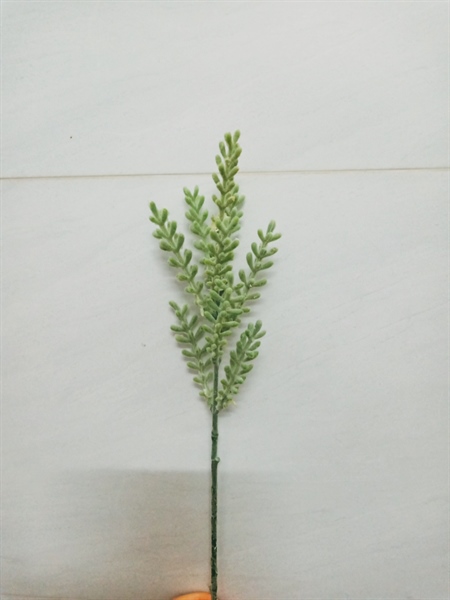 Cành lá xương cá 2 Cành lá xương cá 1