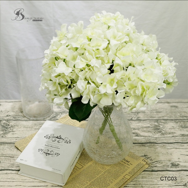 Cẩm tú cầu 2 Cẩm tú cầu 1