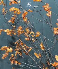 Lá dung tề cam 6 Lá dung tề cam 5