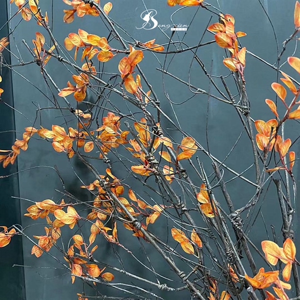 Lá dung tề cam 4 Lá dung tề cam 3