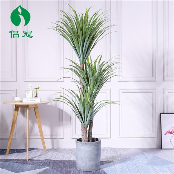 Cây Phát Tài Núi 1.8m - loại 1 2 Cây Phát Tài Núi 1.8m - loại 1 1