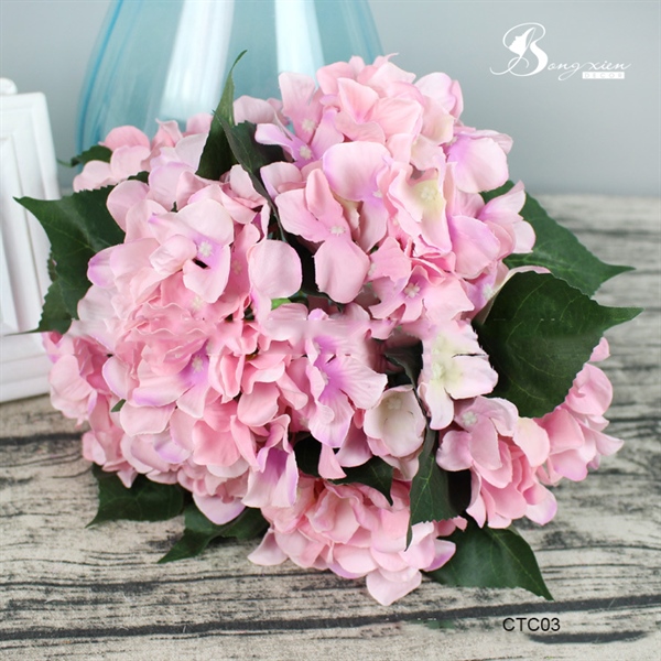 Cẩm tú cầu 10 Cẩm tú cầu 9