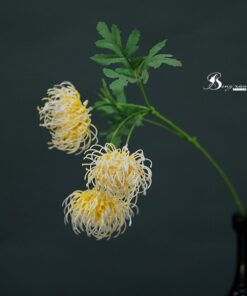 Cành cúc khổng tước vàng rực 6 Cành cúc khổng tước vàng rực 5