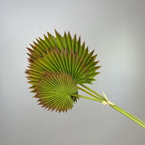 Lá cọ xanh nâu 1