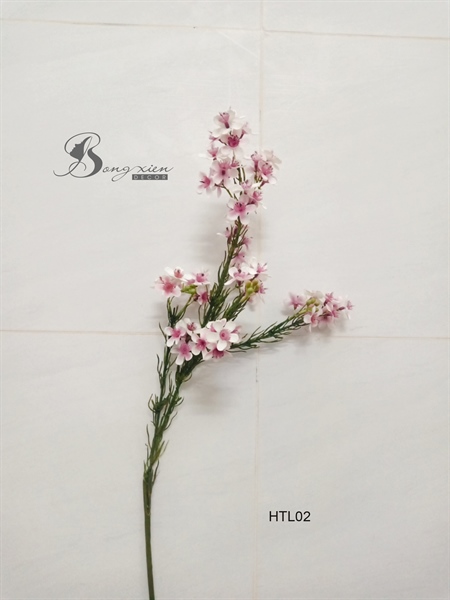 Hoa thanh liễu 2 Hoa thanh liễu 1