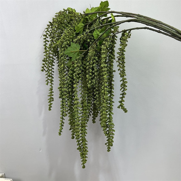 Chùm hạt lệ mưa 2 Chùm hạt lệ mưa 1