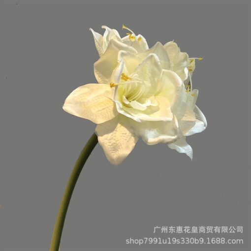 Huệ tây trắng 1