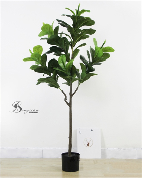 Cây Trầu Bà Thanh Xuân 0.7 - loại 1 2 Cây Trầu Bà Thanh Xuân 0.7 - loại 1 1