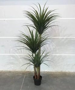 Cây Phát Tài Núi 1.8m - loại 1 6 Cây Phát Tài Núi 1.8m - loại 1 5