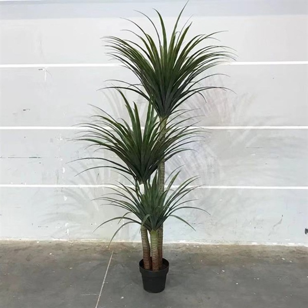 Cây Phát Tài Núi 1.8m - loại 1 4 Cây Phát Tài Núi 1.8m - loại 1 3