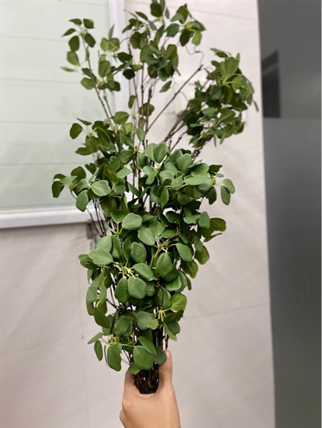 Cành ThạchNam ( lớn) 2 Cành ThạchNam ( lớn) 1