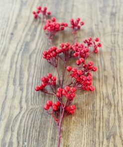 Cành cherry có lá, không lá 5