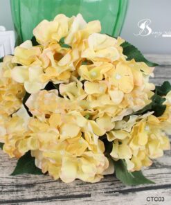 Cẩm tú cầu 12 Cẩm tú cầu 11