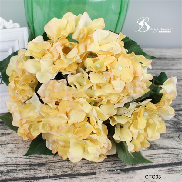 Cẩm tú cầu 4 Cẩm tú cầu 3