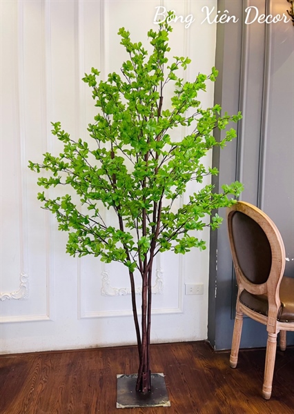 Cây Thạch Nam 1.8m 2 Cây Thạch Nam 1.8m 1