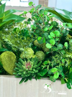🌿 Sen đá lụa tại TP Vinh – Mua ở đâu đẹp, giống thật, bền lâu? 9