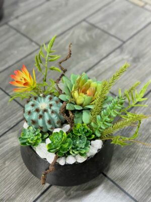 🌿 Sen đá lụa tại TP Vinh – Mua ở đâu đẹp, giống thật, bền lâu? 15