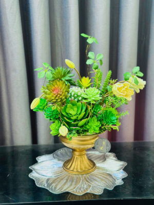 🌿 Sen đá lụa tại TP Vinh – Mua ở đâu đẹp, giống thật, bền lâu? 1