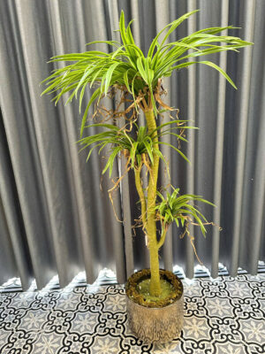 BÔNG XIÊN DECOR - ĐỊA CHỈ MUA CHẬU CÂY GIẢ ĐẸP TẠI TP VINH 12 BÔNG XIÊN DECOR - ĐỊA CHỈ MUA CHẬU CÂY GIẢ ĐẸP TẠI TP VINH 11